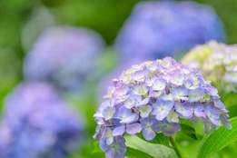 hydrangea flower